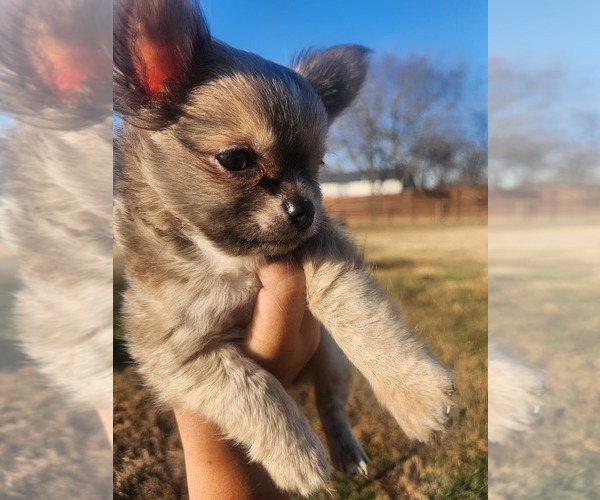 Medium Photo #9 Chihuahua Puppy For Sale in BURLESON, TX, USA