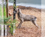 Small #3 Mutt