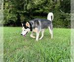 Small #2 Siberian Husky