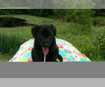 Small Photo #2 German Shepherd Dog Puppy For Sale in PIEDMONT, MO, USA