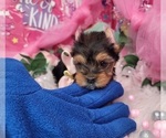 Small #4 Yorkshire Terrier