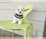 Small Photo #6 Maltese Puppy For Sale in SANTA CLARITA, CA, USA