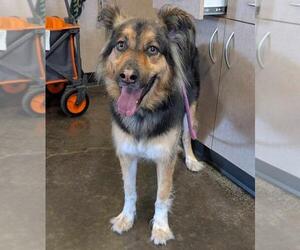 German Shepherd Dog-Huskies Mix Dogs for adoption in Rockwall, TX, USA