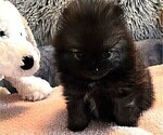 Small #7 Pomeranian