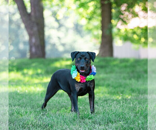 Medium Photo #5 Labrador Retriever-Unknown Mix Puppy For Sale in Unionville, PA, USA