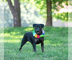 Small #4 Labrador Retriever Mix