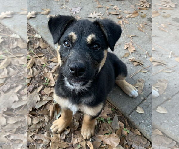 Medium Photo #1 Labrador Retriever-Unknown Mix Puppy For Sale in The Woodlands, TX, USA