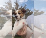 Puppy 4 Cojack