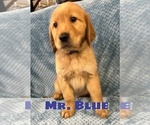 Puppy Mr Blue Golden Retriever