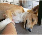 Small #9 Pembroke Welsh Corgi Mix
