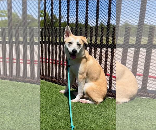 Medium Photo #6 Siberian Husky-Unknown Mix Puppy For Sale in Rockwall, TX, USA