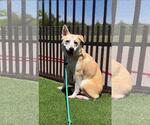 Small Photo #6 Siberian Husky-Unknown Mix Puppy For Sale in Rockwall, TX, USA