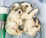 Image preview for Ad Listing. Nickname: Litter of 3