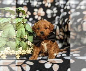 ShihPoo Puppy for sale in LINCOLN UNIVERSITY, PA, USA
