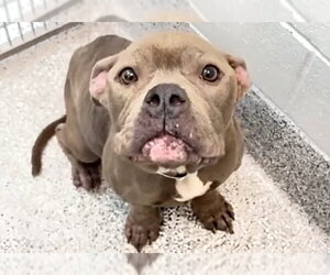 Bulldog Dogs for adoption in Houston, TX, USA