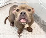 GRACIE - Female Bulldog Dog for Adoption - Small photo