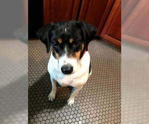 Bette aka Rabbit - Female Mutt Dog for Adoption - Photo #6