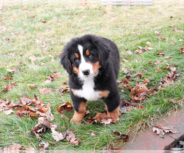 Medium Photo #6 Bernese Mountain Dog Puppy For Sale in SYRACUSE, IN, USA