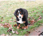 Small #5 Bernese Mountain Dog