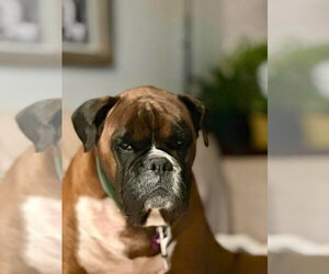 Raine - Female Boxer Dog for Adoption - Photo #3