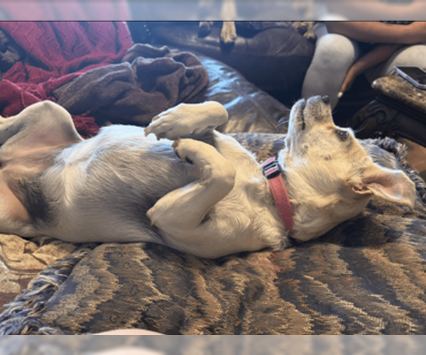 Medium Photo #9 Chug Puppy For Sale in McKinney, TX, USA