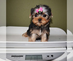Small #4 Yorkshire Terrier
