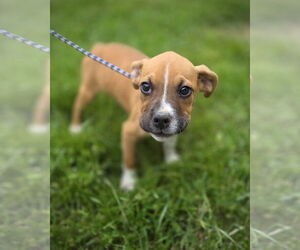Boxer Dogs for adoption in Dumont, NJ, USA