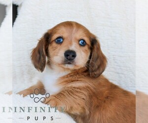 Dachshund Puppy for sale in EPHRATA, PA, USA