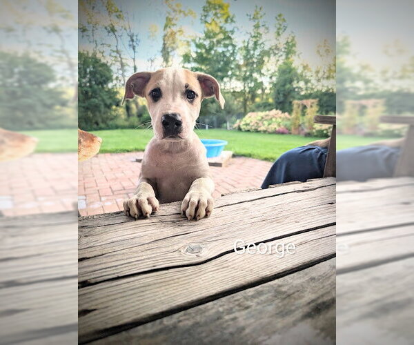 Medium Photo #6 Labrador Retriever-Unknown Mix Puppy For Sale in SHERBURNE, NY, USA