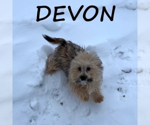 Shorkie Tzu Puppy for sale in HARTLAND, MN, USA