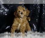 Small Photo #6 Goldendoodle (Miniature) Puppy For Sale in WARSAW, IN, USA