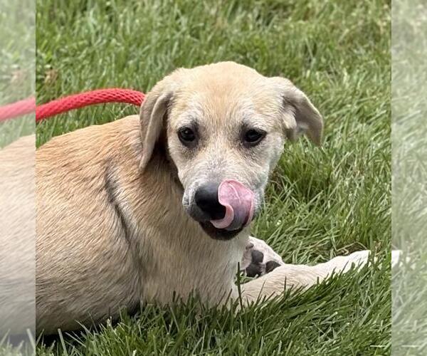 Medium Photo #4 Labrador Retriever-Unknown Mix Puppy For Sale in Yardley, PA, USA
