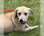 Small #3 Labrador Retriever Mix
