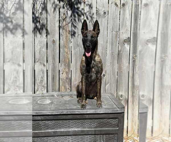 Medium Photo #1 - Mix Puppy For Sale in Imlay City, MI, USA