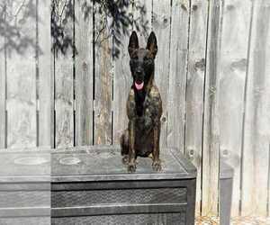 - Mix Dogs for adoption in Imlay City, MI, USA