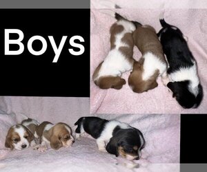 Basset Hound Puppy for sale in CHICKASHA, OK, USA