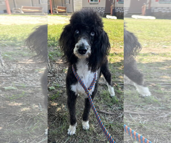 Medium Photo #2 Labradoodle Puppy For Sale in Pacolet, SC, USA