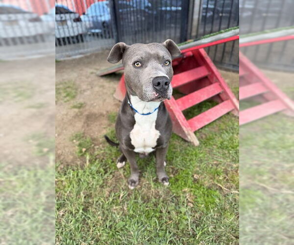 Medium Photo #1 Mutt Puppy For Sale in Riverside, CA, USA