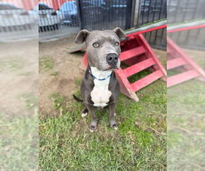 Mutt Dogs for adoption in Riverside, CA, USA