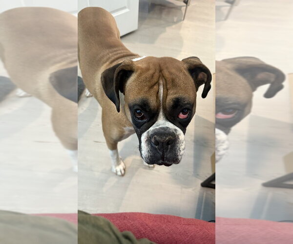 Medium Photo #2 Boxer Puppy For Sale in Austin, TX, USA