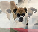 Small #1 Boxer