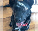 Small #10 Border Collie Mix