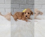 Small Photo #1 Goldendoodle (Miniature) Puppy For Sale in INDIANAPOLIS, IN, USA