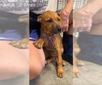 Small #3 Mutt