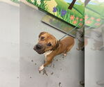 Small American Bulldog