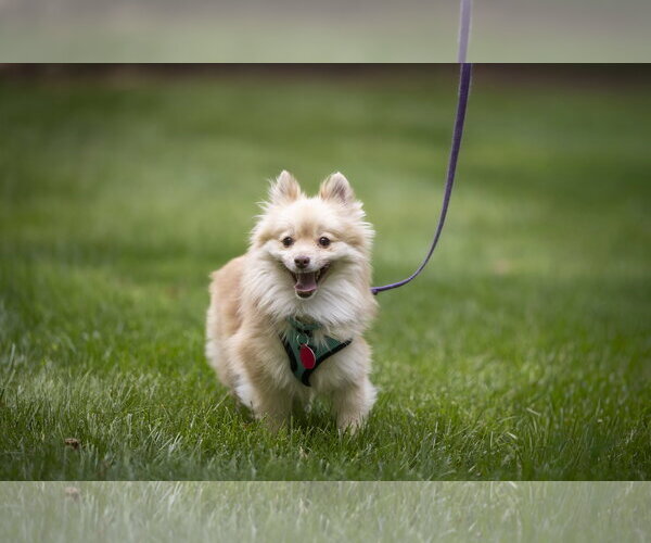 Medium Photo #4 Pomeranian Puppy For Sale in Arlington, VA, USA