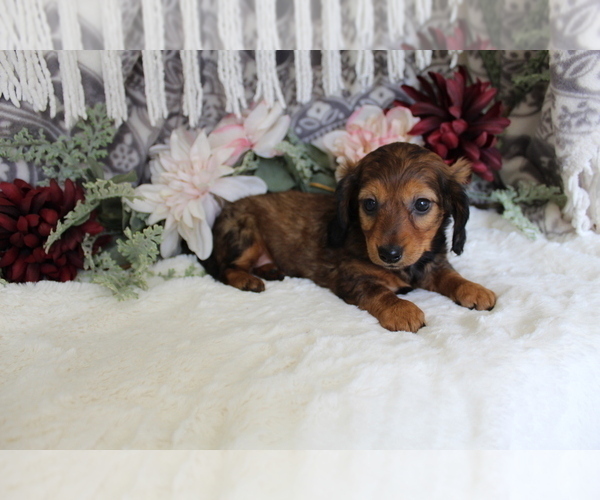 Medium Photo #12 Dachshund Puppy For Sale in SHILOH, OH, USA