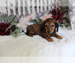 Small #11 Dachshund