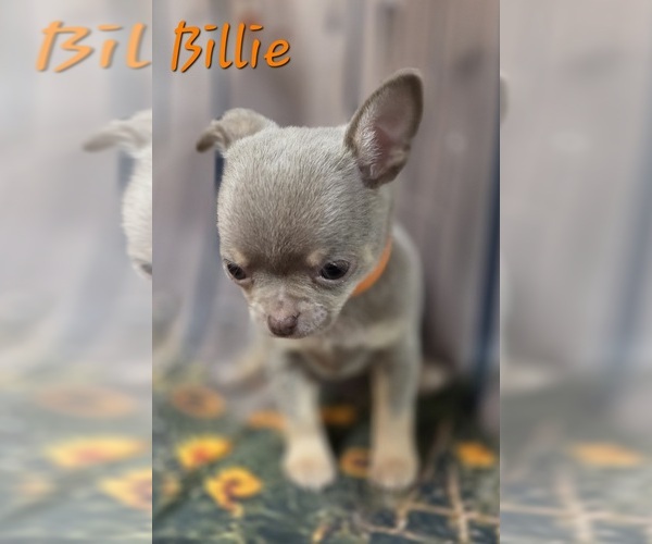 Medium Photo #7 Chihuahua Puppy For Sale in HOMERVILLE, GA, USA