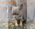 Small #6 Chihuahua